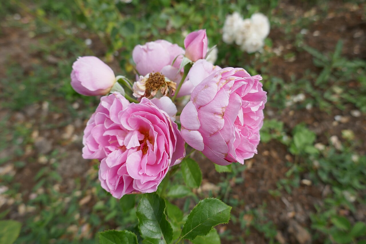 Delia