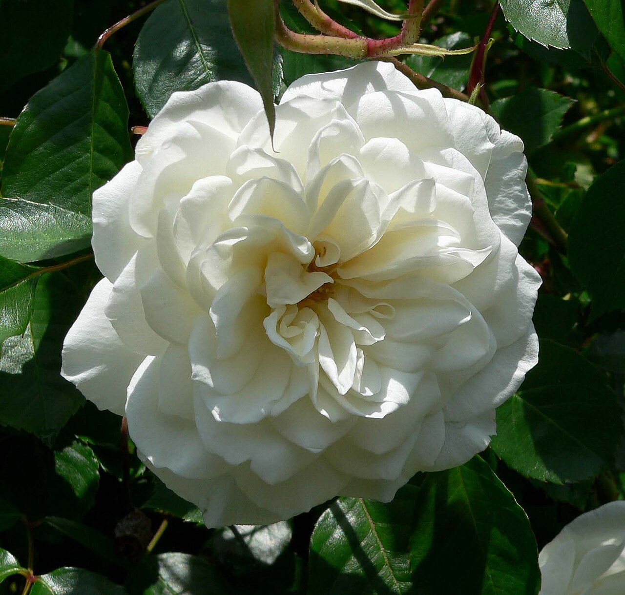 Lace Cascade