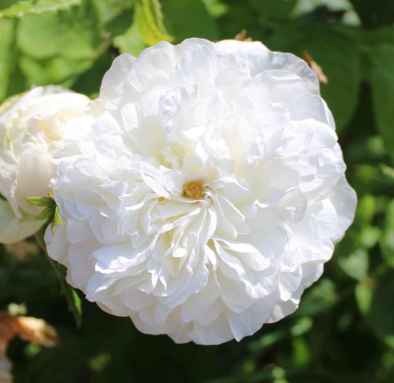 Madame Legras de St. Germain