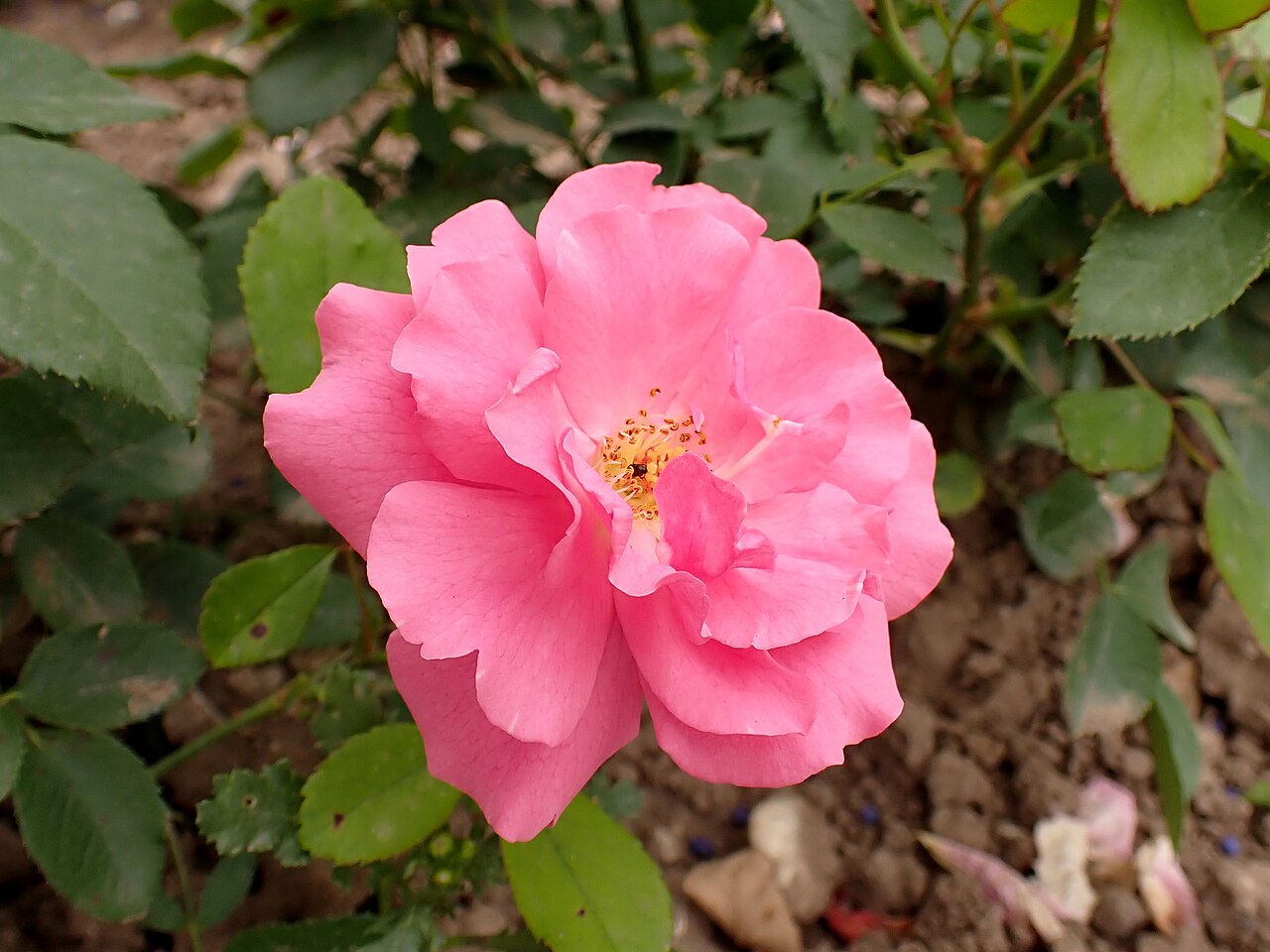 Frau Astrid Späth