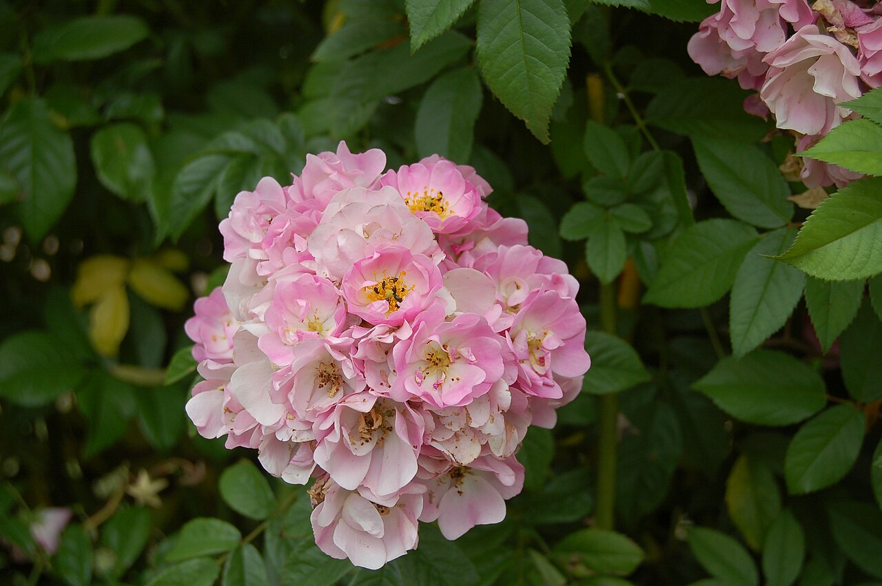Apple Blossom rose