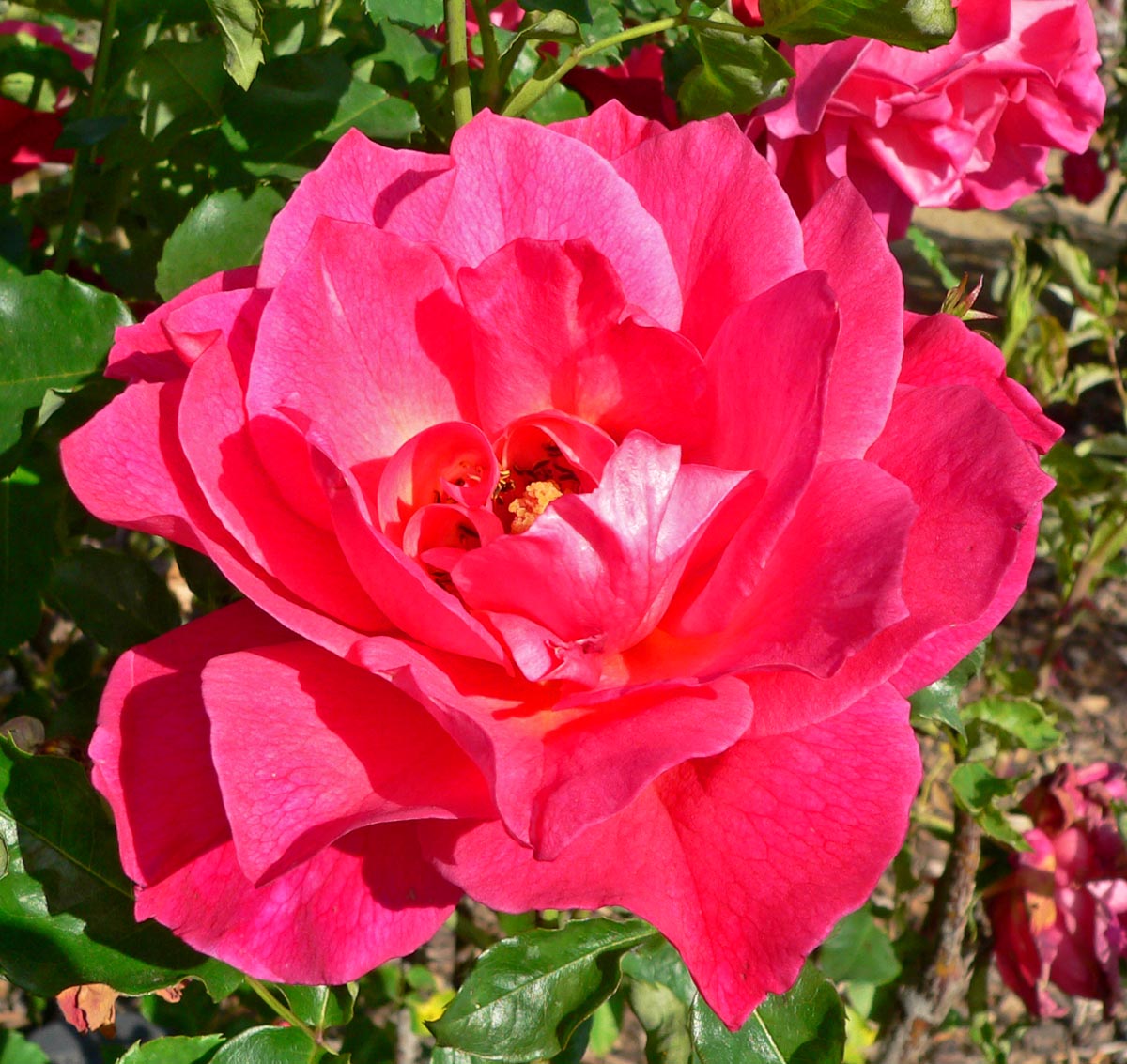 Red Talisman