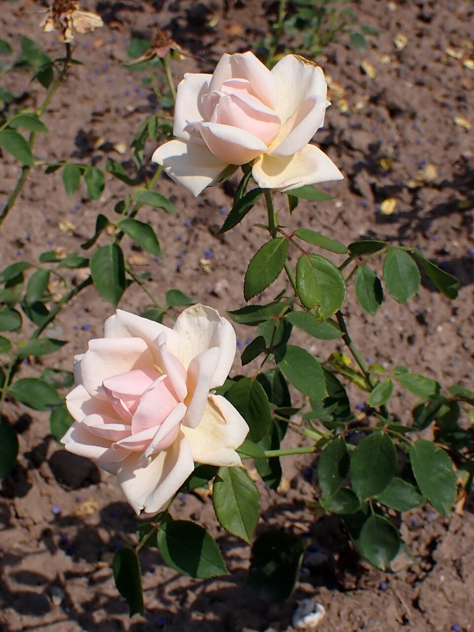 Hofgartendirektor Graebener