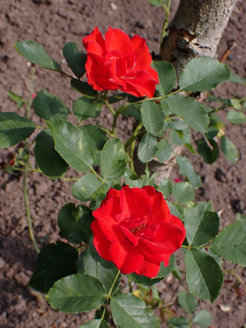 Sparkling Scarlet