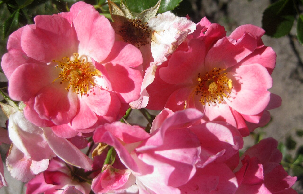 Candy Rose