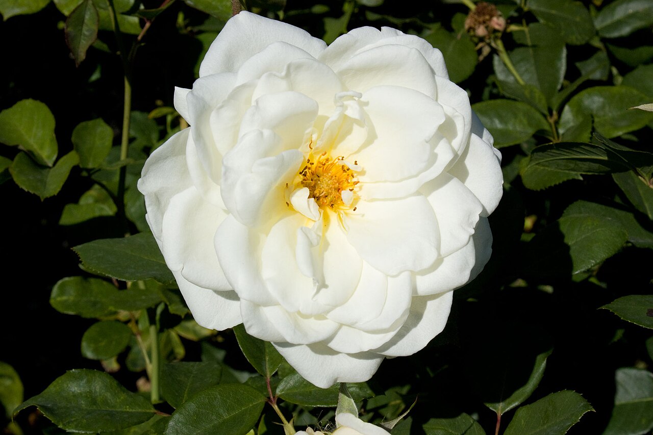 White Spray