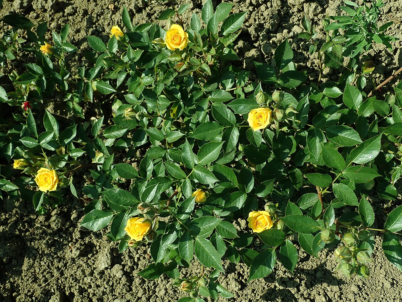Yellow Clementine