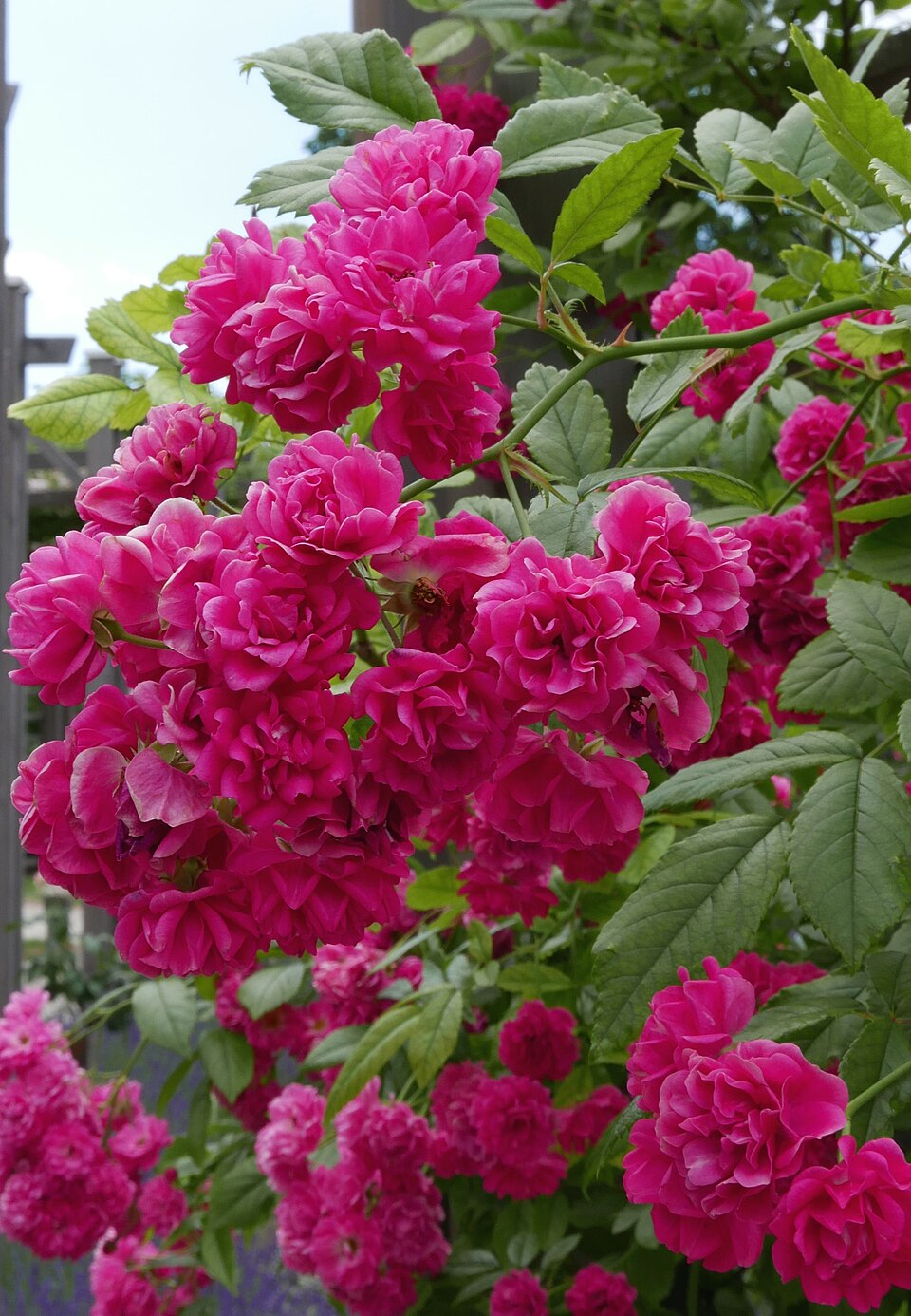 Brewood Belle rose