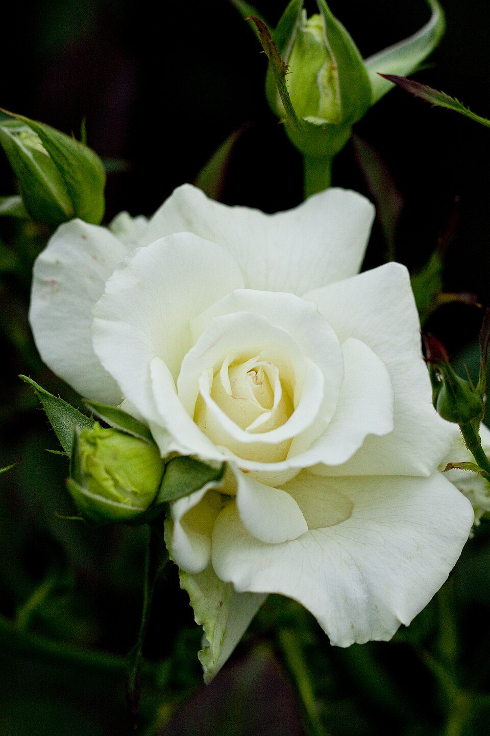 White Masterpiece