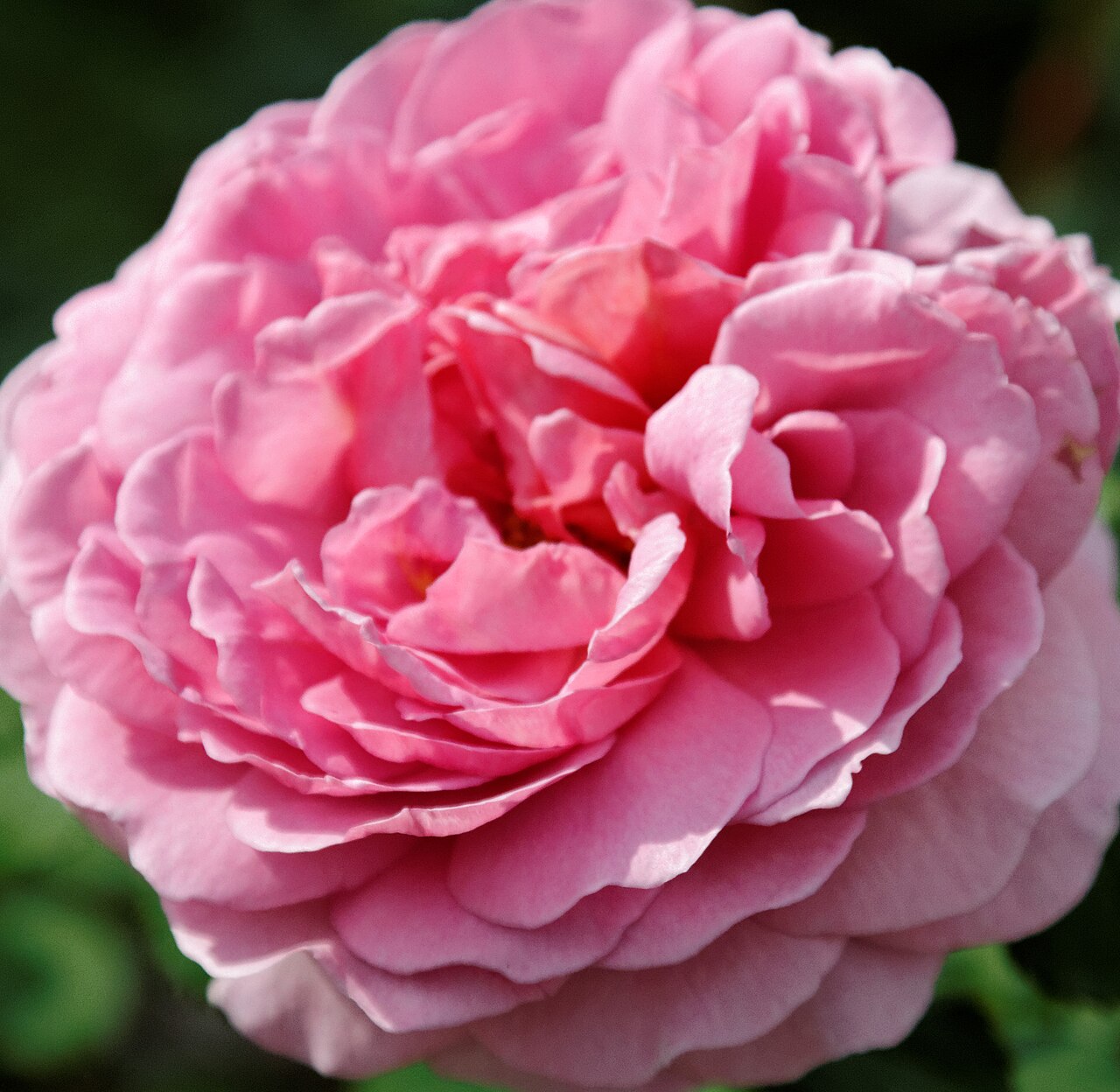 Princess Alexandra of Kent