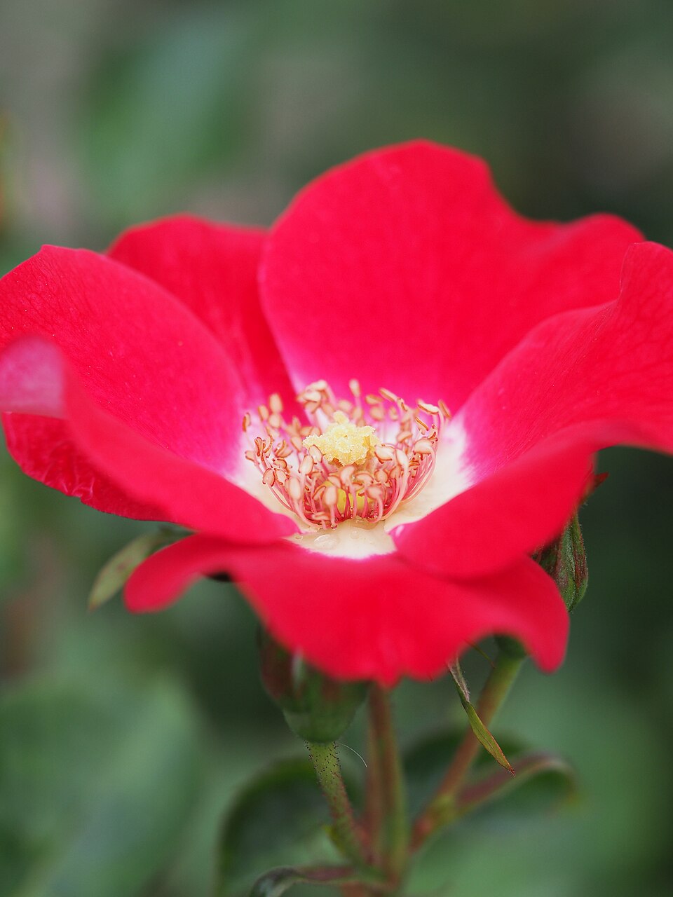 Scarlet Pearl