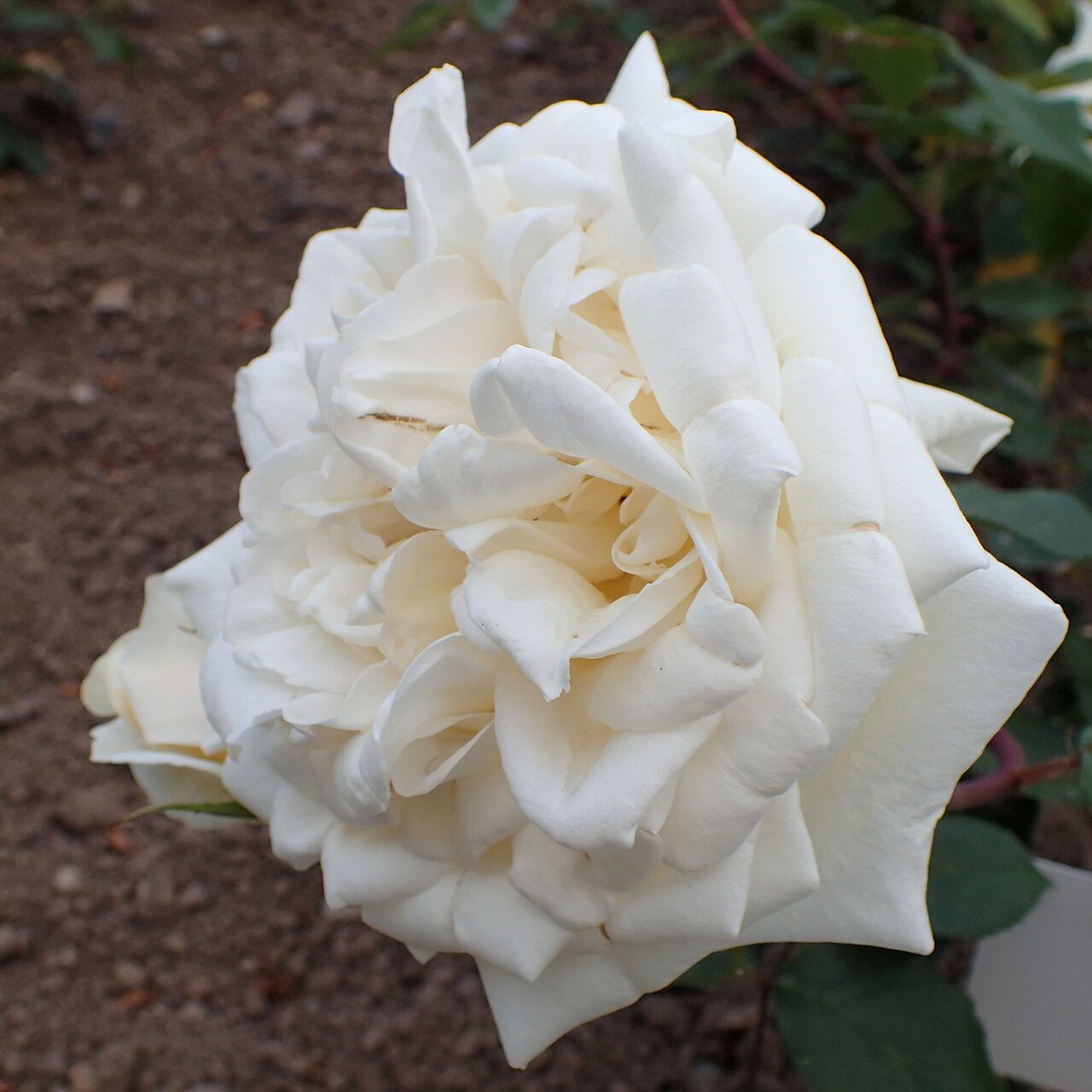 Mrs. T. Hillas