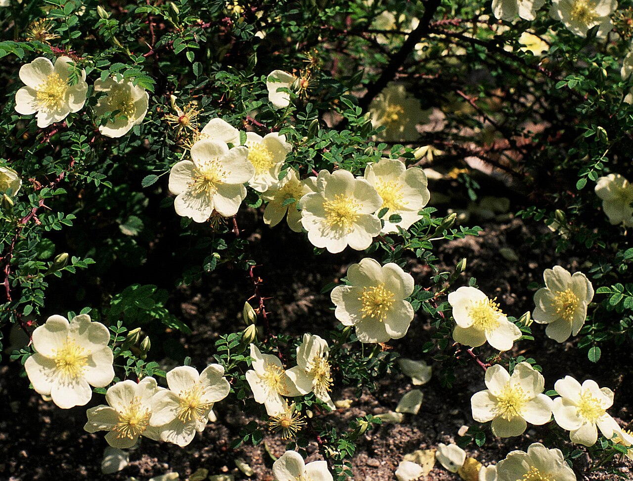 "Dunwich Rose"