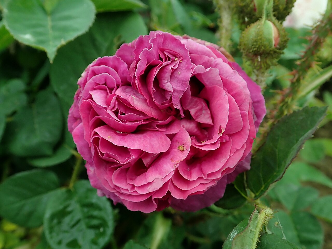 Césonie