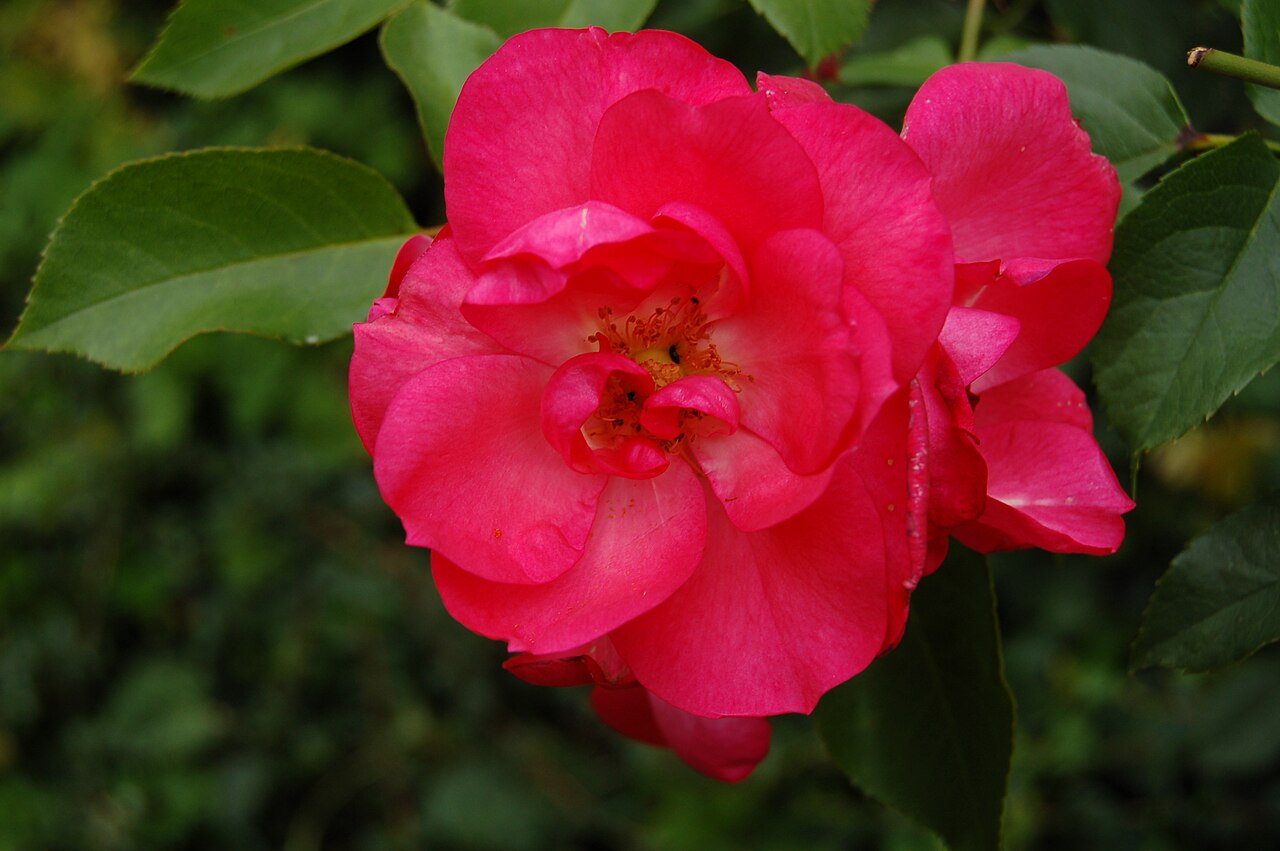 Decor Rose