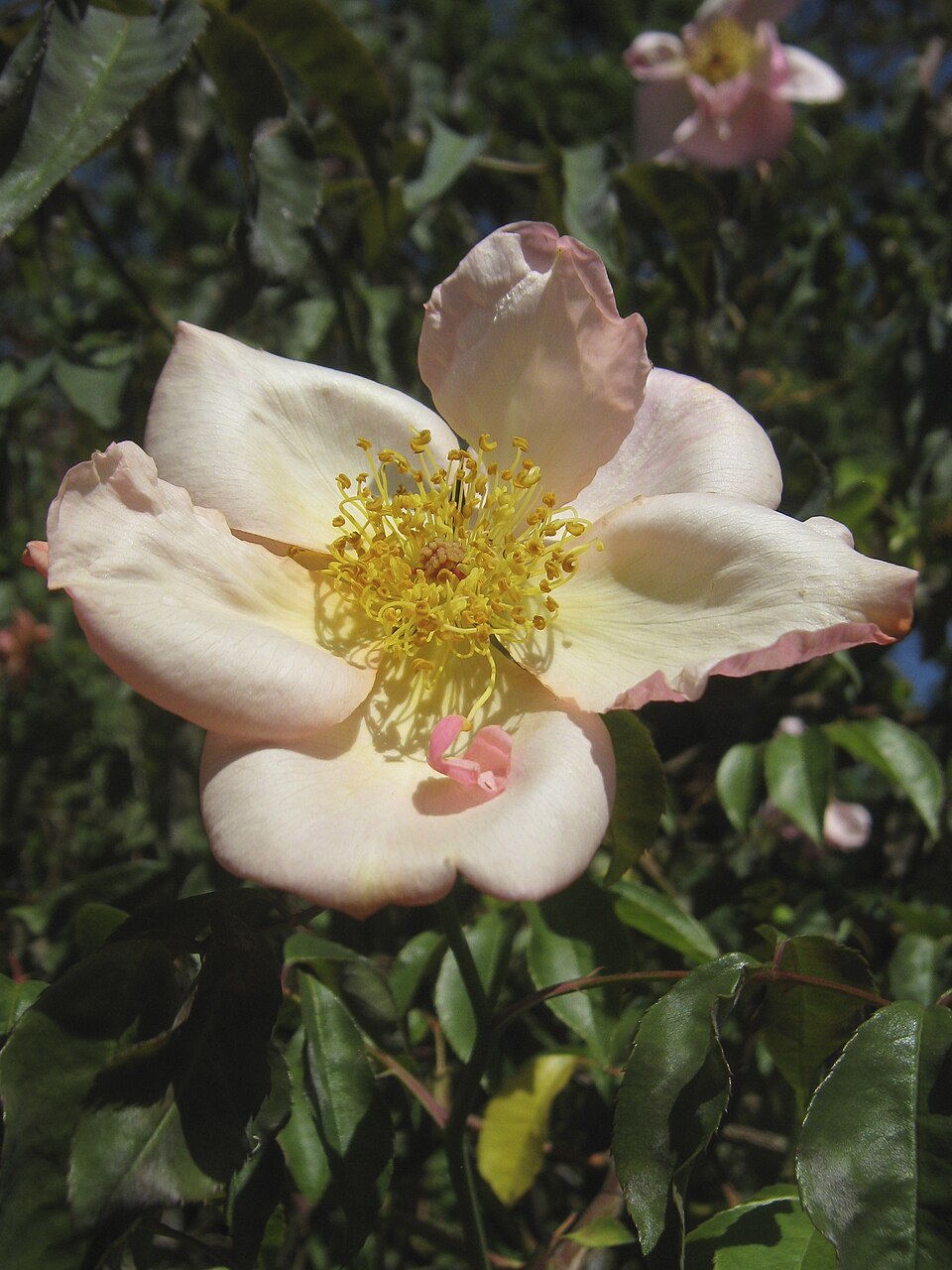 Mrs. Oswin's Gigantea