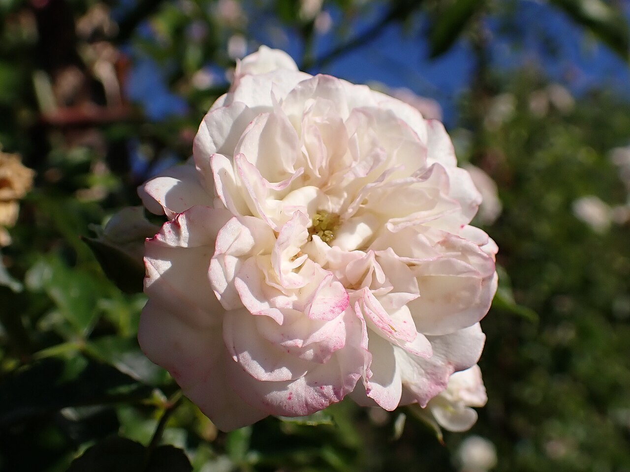 Beauté Orléanaise