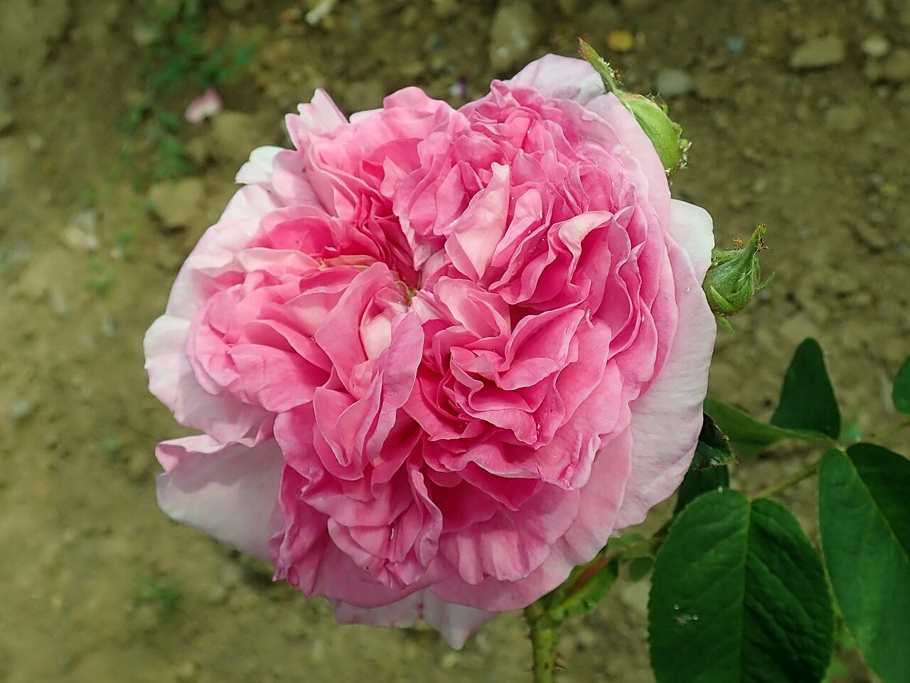 Ipsilanti