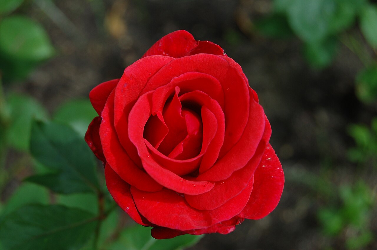 Roter Stern
