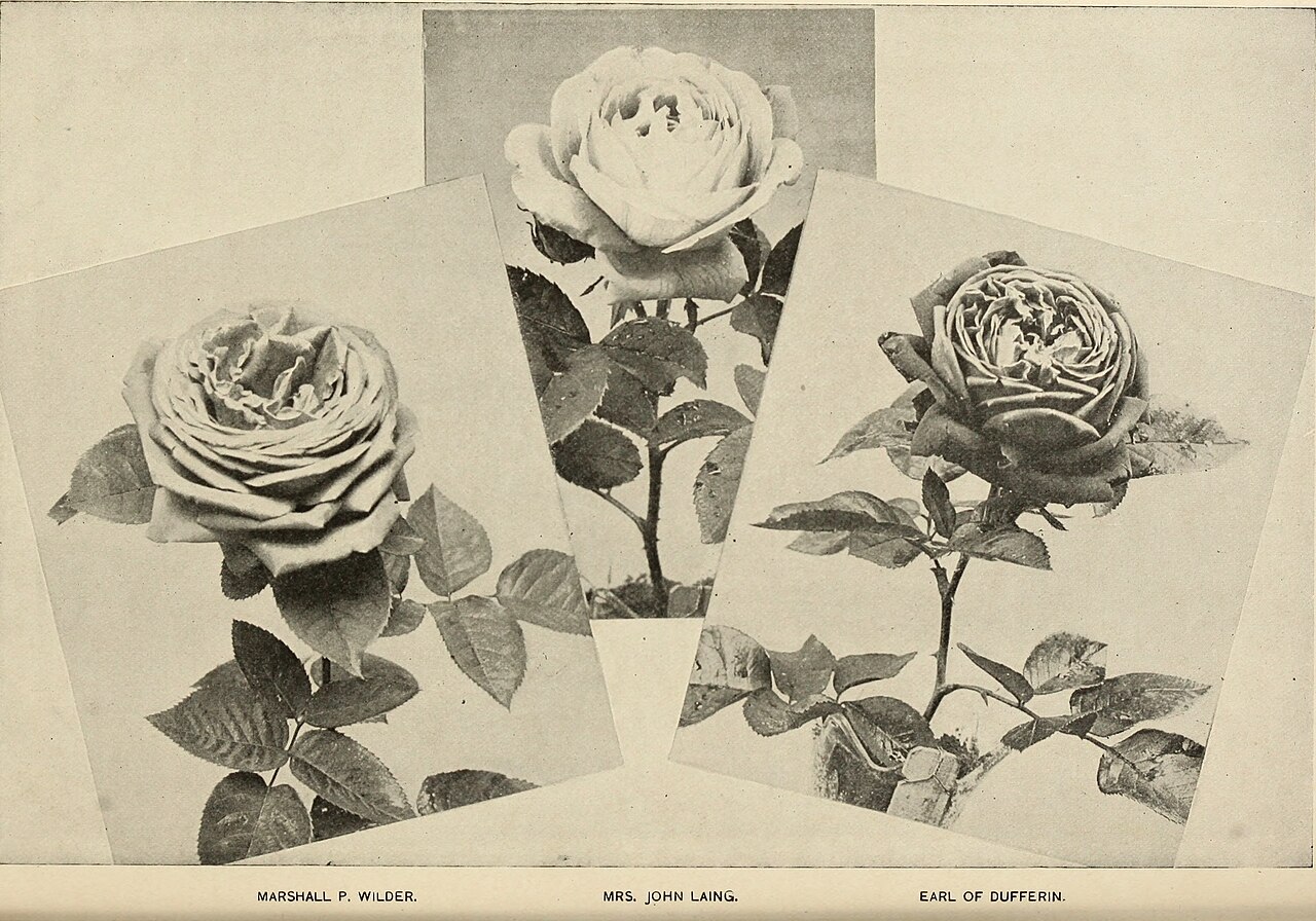 Mrs. John Laing