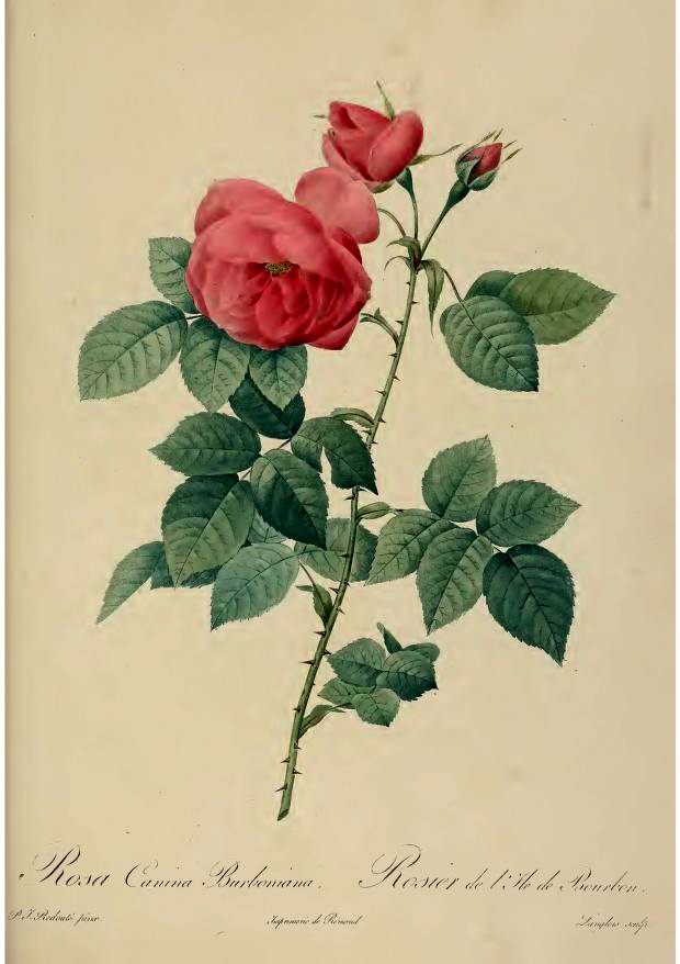 Borboniana