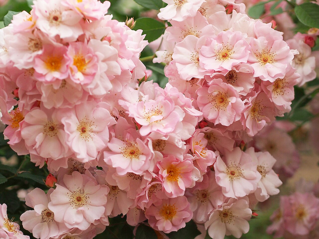 Flower Girl