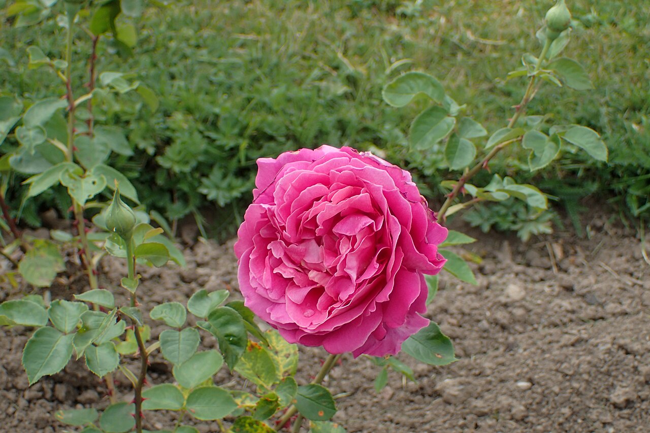 Alma-atinskaja Aromatnaja