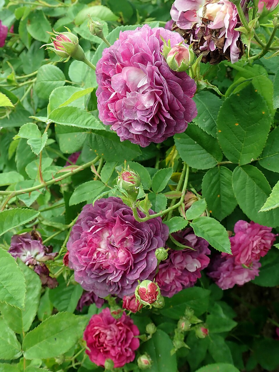Ombrée Parfaite