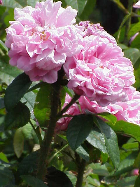 Gloire d'Orient