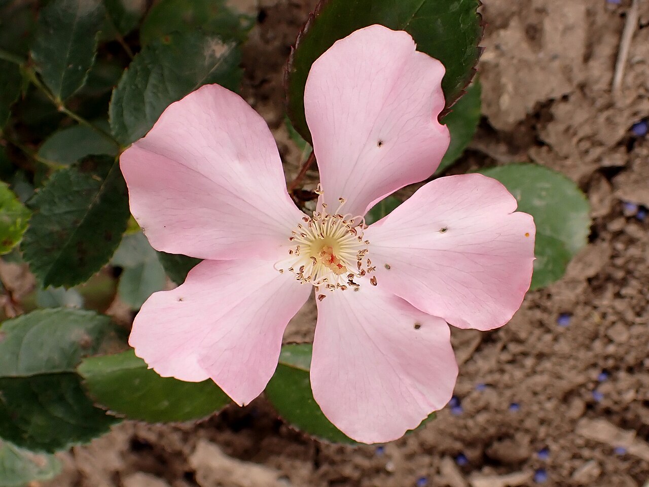 Laxton's Pink Delight
