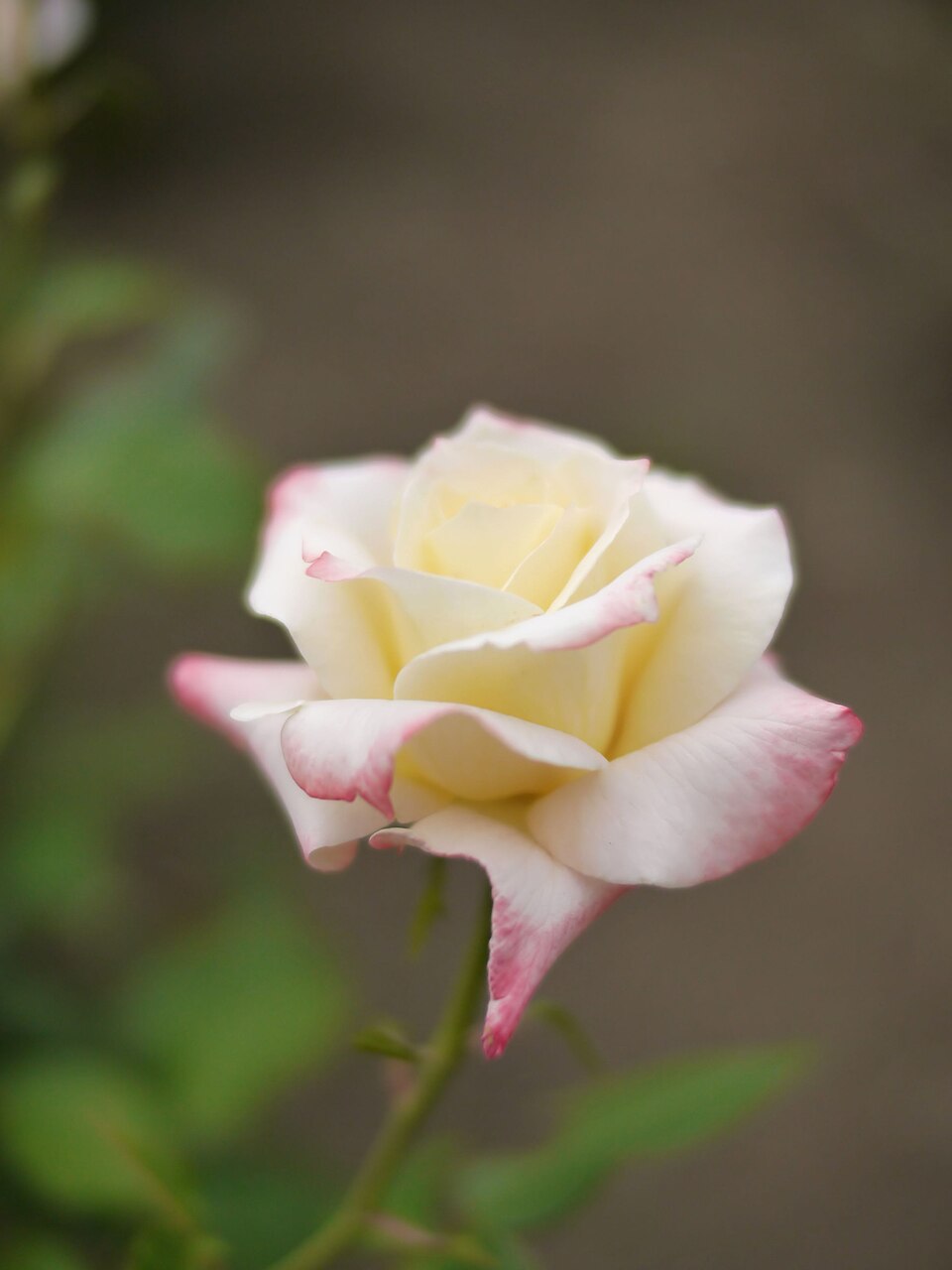 Bridal Blush