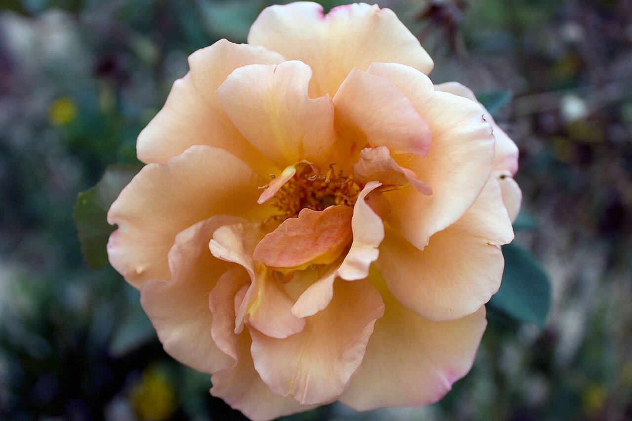 Julia's Rose