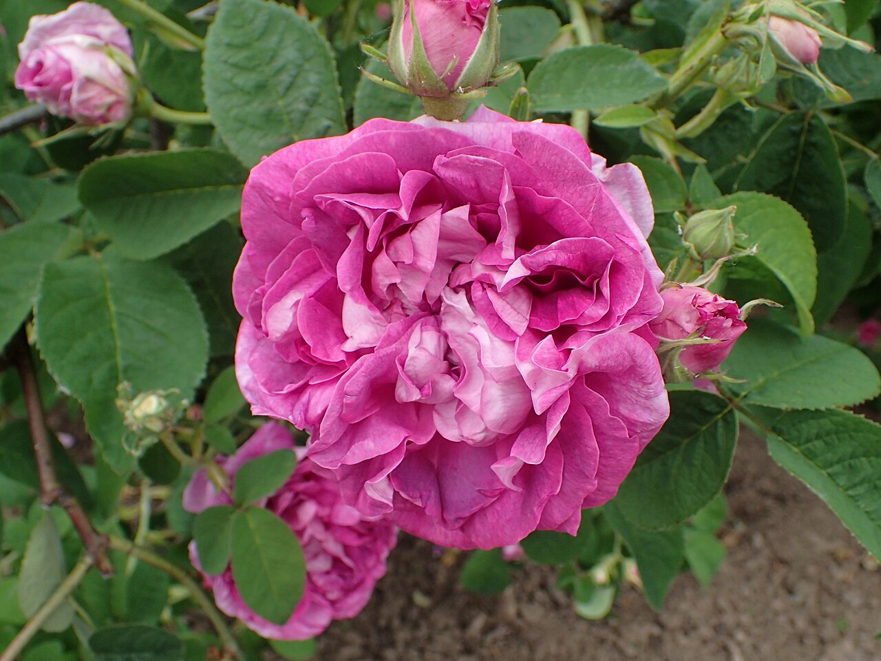 Rose de la Maître-École