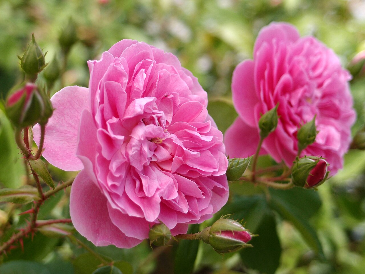 Harlow Carr