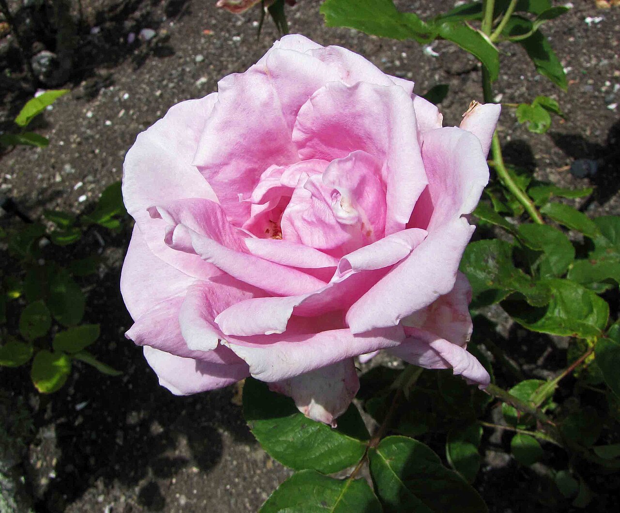 Fragrant Memory