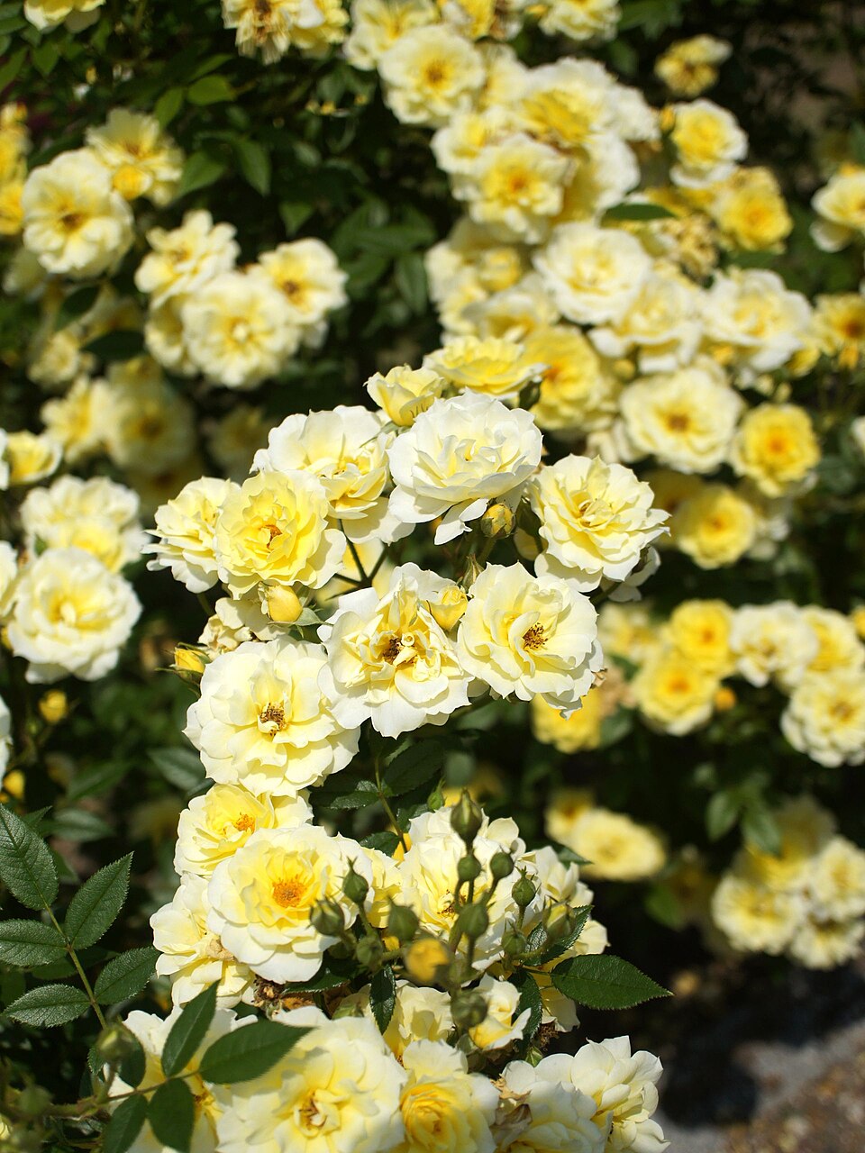 Yellow Mozart