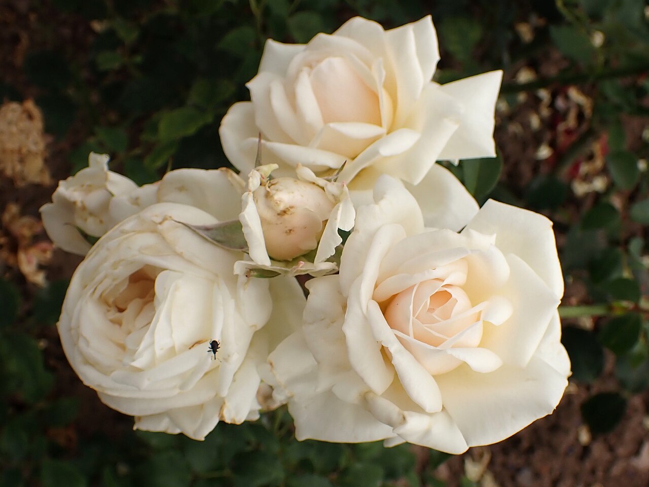 White Cap