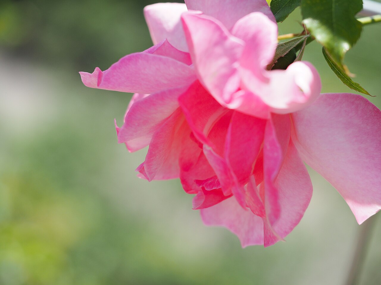 Lijiang Rose