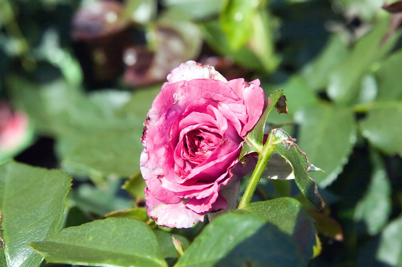 Purple Passion