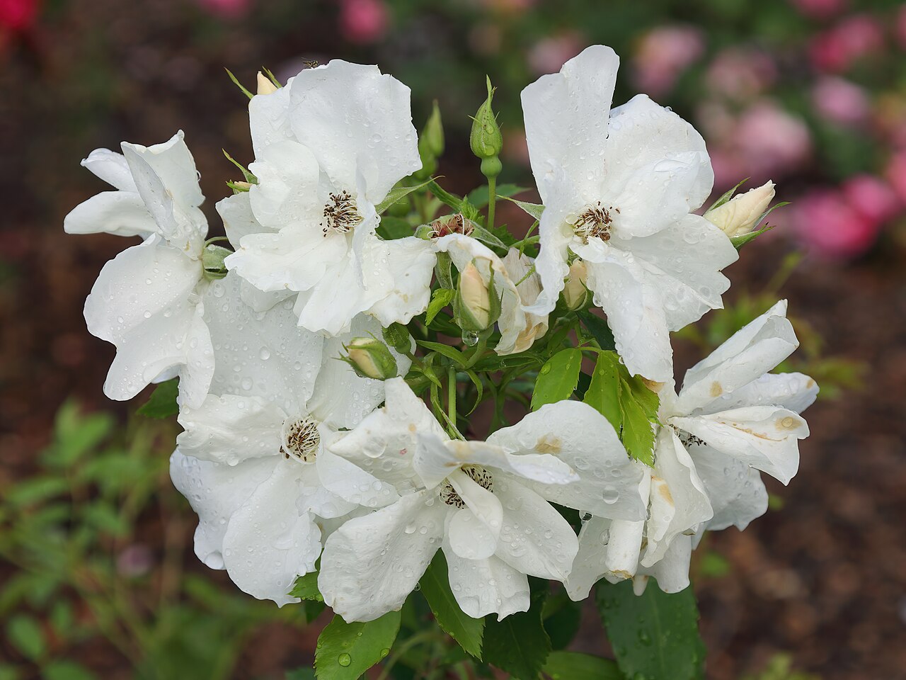 Morden Snow Beauty