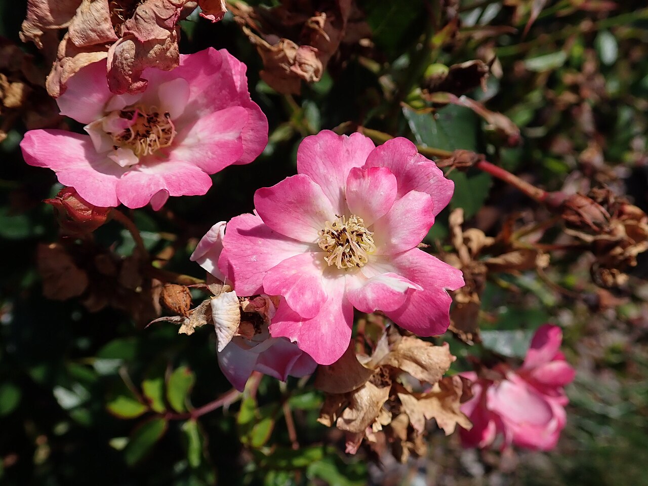 Pink Drift