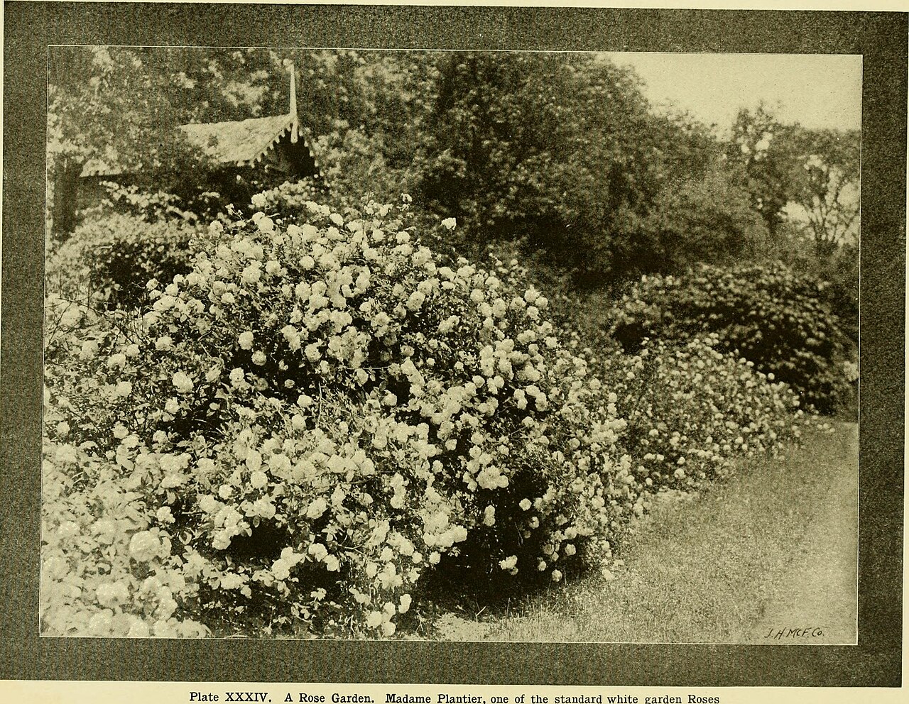 The Bride's Rose