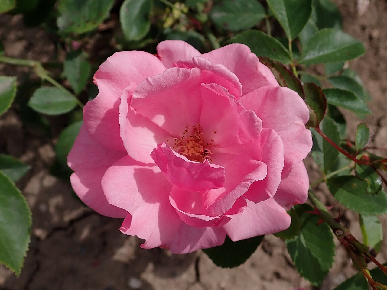 Joseph Guy Rosa