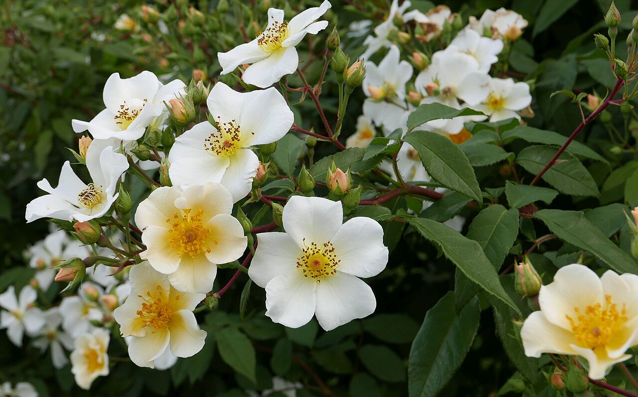Rosalita