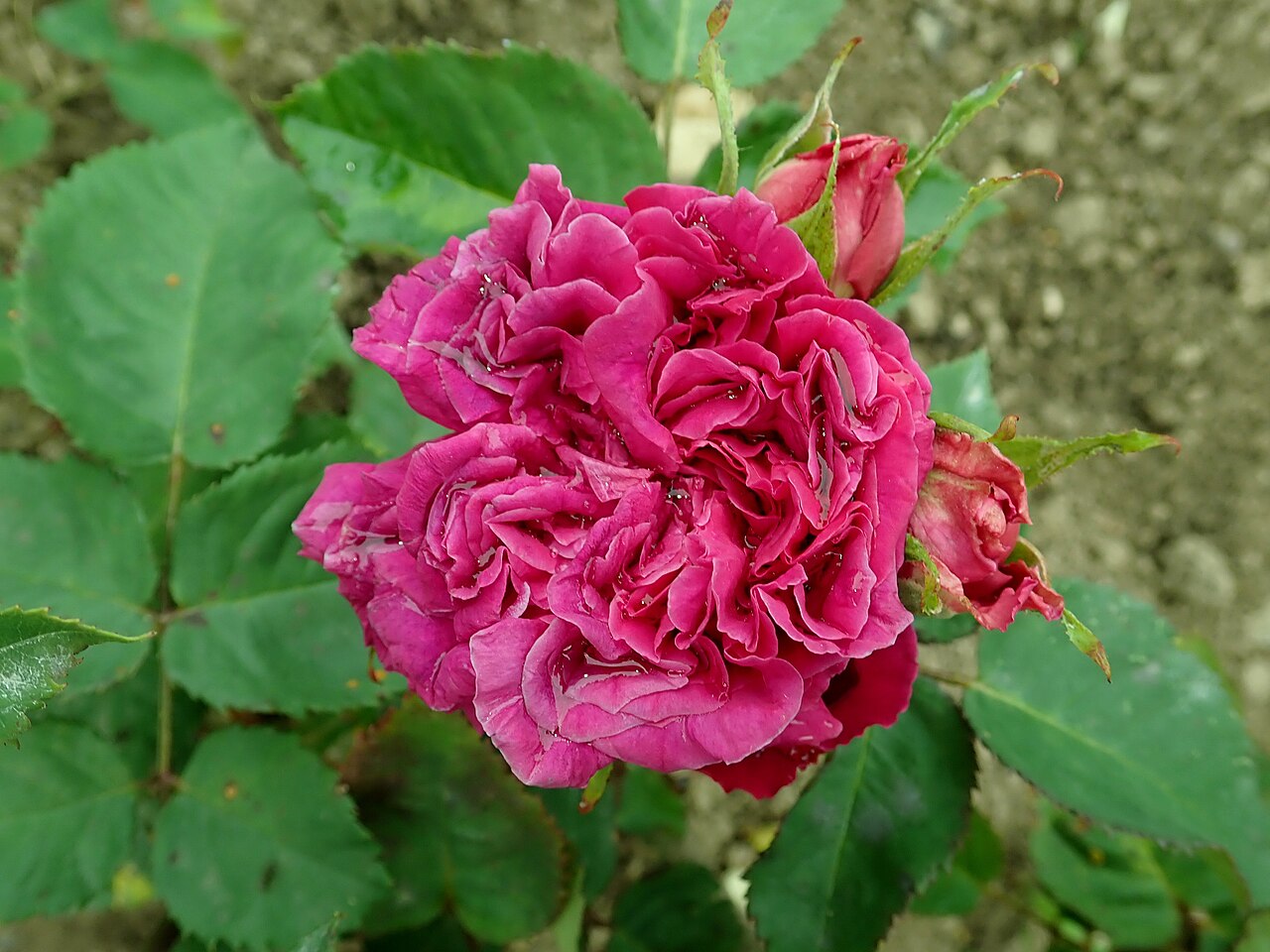 François Ier