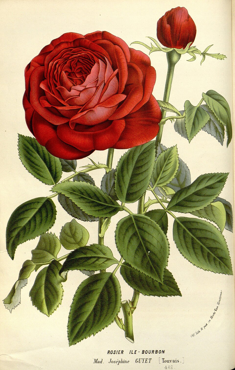 Madame Joséphine Guyet