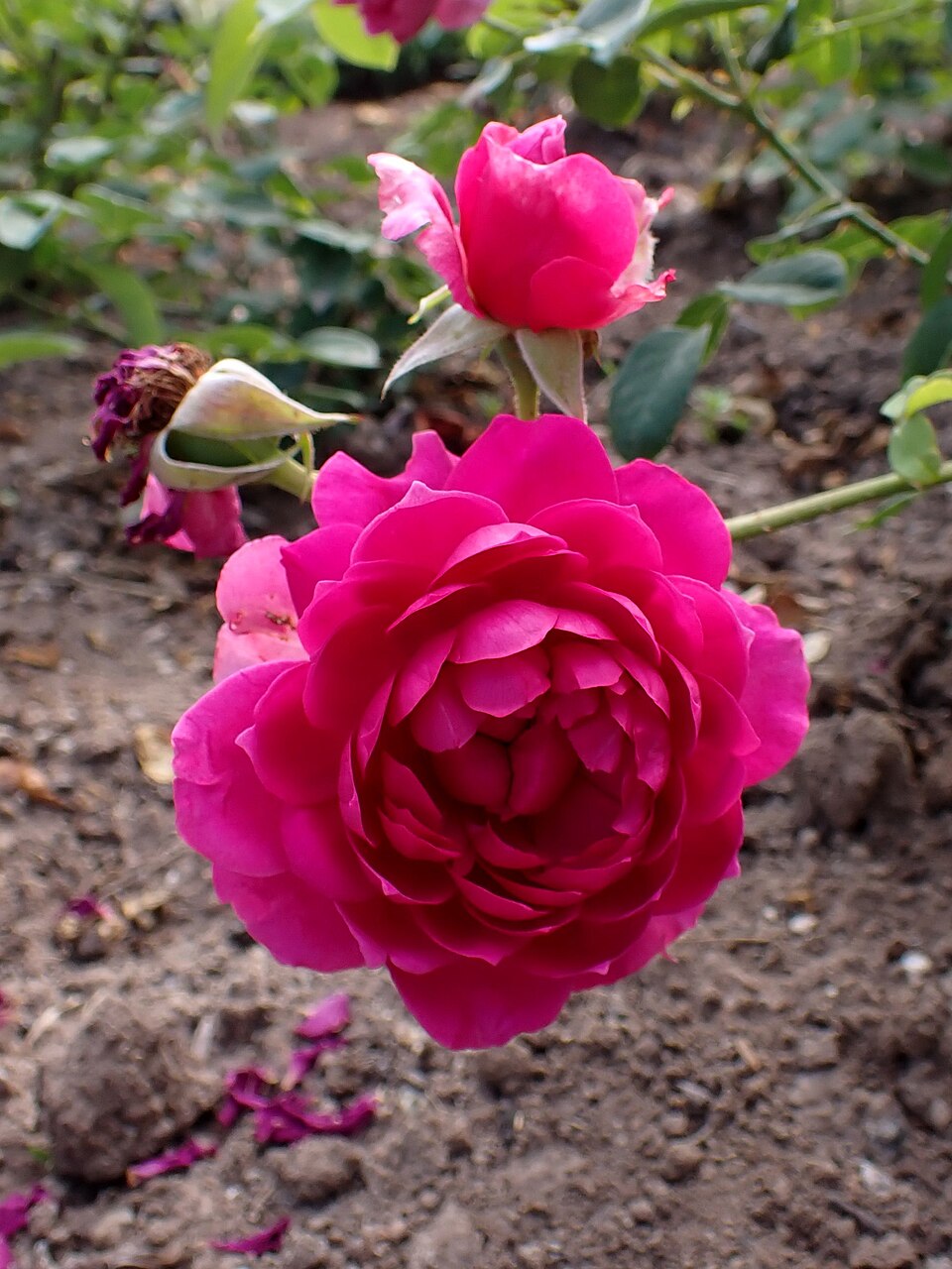 Fragrant Old Purple