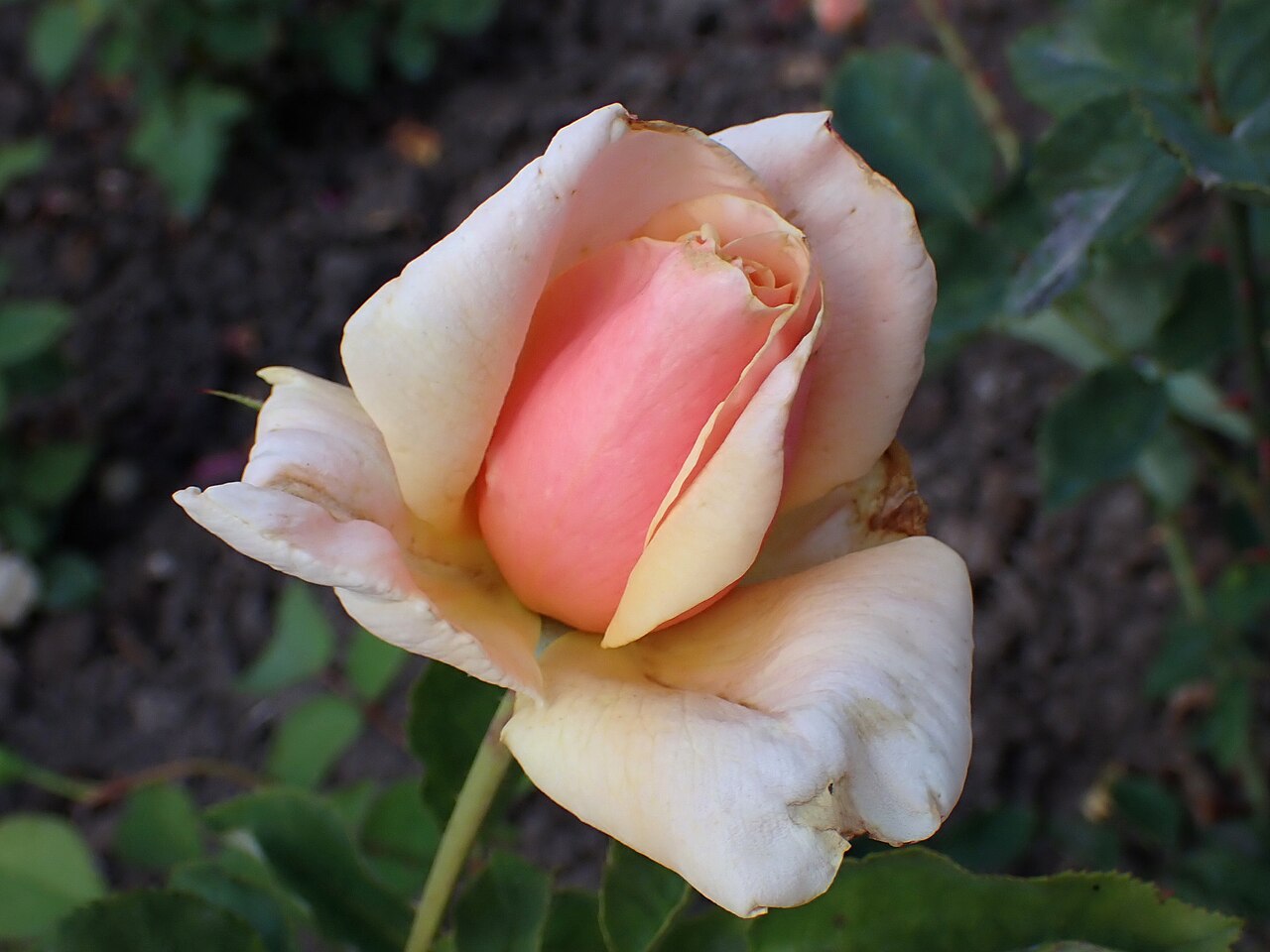 Madame Jean Gaujard
