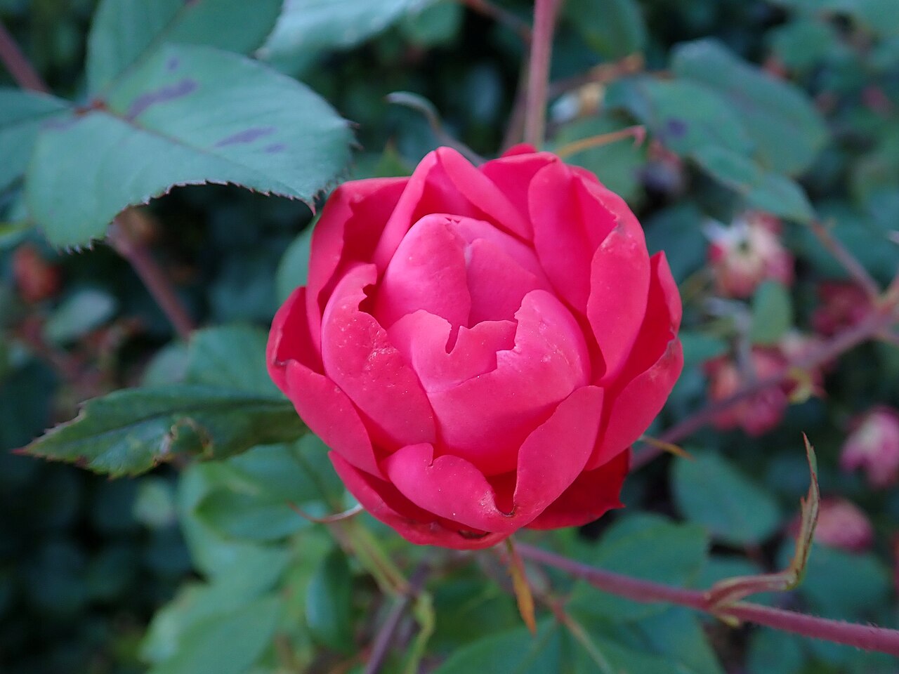 Cherry Bonica