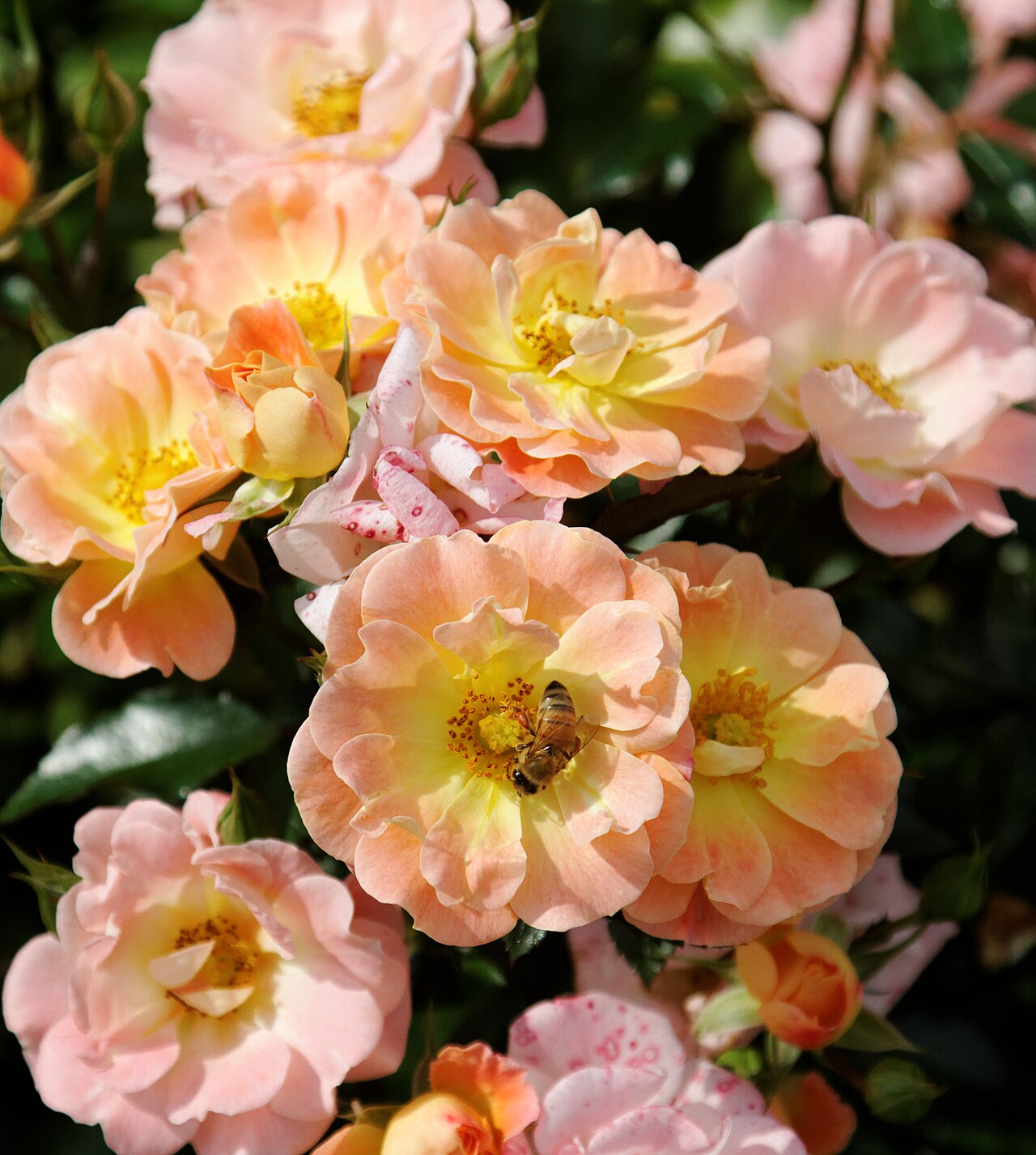 Peach Drift